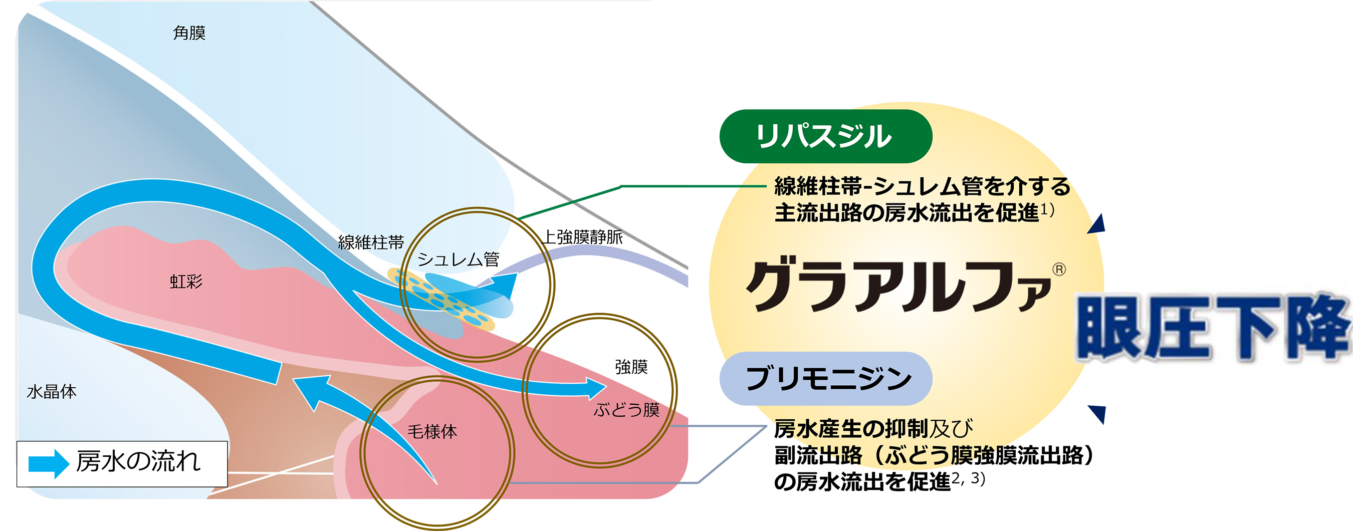 主流出路からの房水流出促進